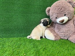Pug female Puppy for sale 000743139