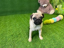 Pug male Puppy for sale 000746476