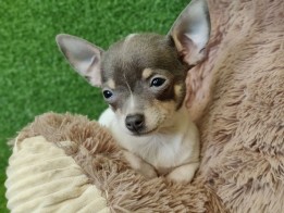 Chihuahua Chiot à vendre