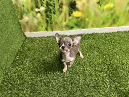 Chihuahua Puppy te koop