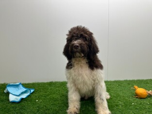Lagotto Romagnolo - Italiaanse Waterhond reu 000821501