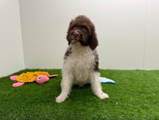 Lagotto Romagnolo - Italiaanse Waterhond reu Puppy te koop 000821516