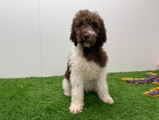 Lagotto Romagnolo female Puppy for sale 000821548
