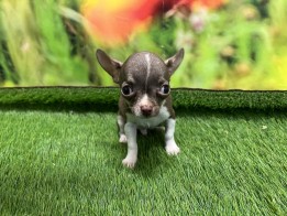 Chihuahua male Chiot à vendre 000832258