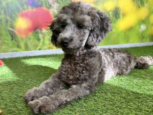 Poodle male Adolescent Puppy for sale 000861072