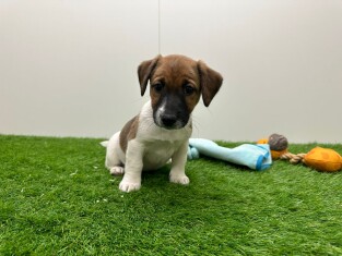 Jack Russell Terrier male Puppy for sale 000913255