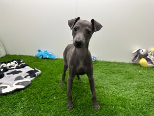 Italian Greyhound female Puppy for sale 000914662