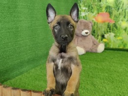 Mechelse Herder Puppy te koop