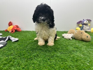 Cavapoo femelle Chiot à vendre 000920945