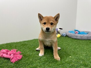 Shiba Inu femelle Chiot à vendre 000929358