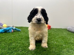 Cockapoo teefje 000955777