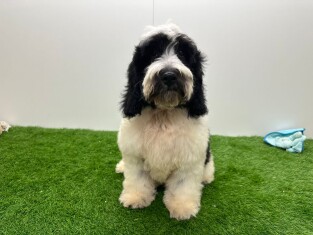 Cockapoo male Chiot à vendre 000955779