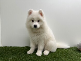 Samojeed teefje Puppy te koop 000961479