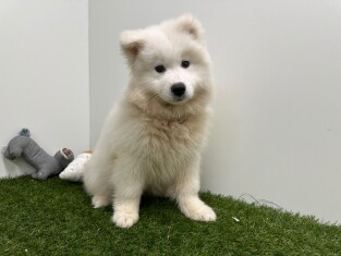 Samojeed reu Wit - PUP-ID 000961843 | Dierenhof Debrabandere