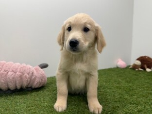 Golden Retriever teefje Gold - PUP-ID 000969338 | Dierenhof Debrabandere