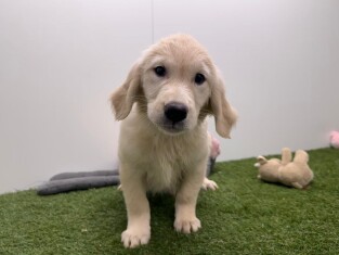 Golden Retriever teefje Gold - PUP-ID 000969433 | Dierenhof Debrabandere