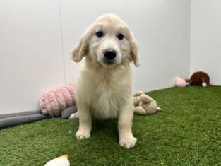 Golden Retriever teefje Gold - PUP-ID 000969658 | Dierenhof Debrabandere