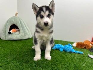 Siberian Husky male Puppy for sale 000969724