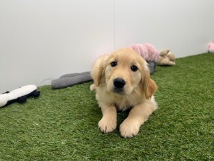 Golden Retriever teefje Gold - PUP-ID 000970621 | Dierenhof Debrabandere