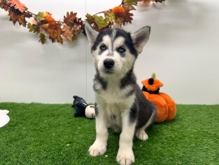 Siberische Husky reu 000970636
