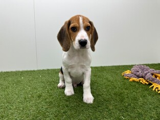 Beagle reu Puppy te koop 000971031