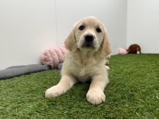 Golden Retriever teefje Gold - PUP-ID 000971241 | Dierenhof Debrabandere