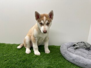 Siberian Husky male Puppy for sale 000971290