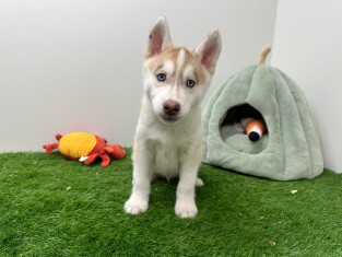 Husky de Siberie male Chiot à vendre 000972278