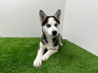 Siberische Husky teefje 000972683