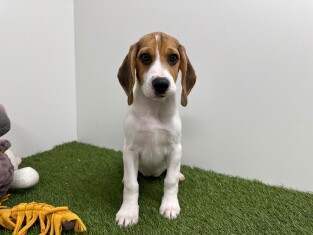 Beagle teefje Puppy te koop 000972742