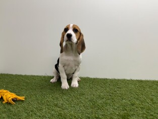 Beagle femelle Chiot à vendre 000972771
