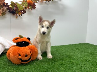 Siberische Husky reu Puppy te koop 000972963