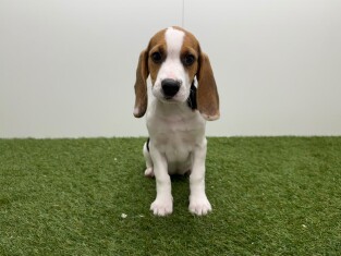 Beagle teefje Puppy te koop 000972966
