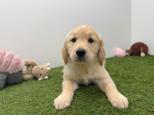 Golden Retriever reu Gold - PUP-ID 000973074 | Dierenhof Debrabandere