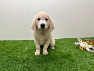 Golden Retriever male Chiot à vendre 000973087