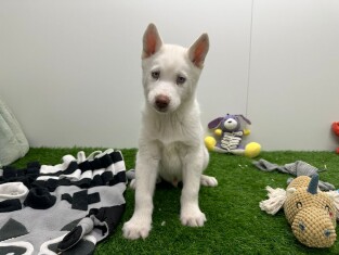 Siberische Husky reu Puppy te koop 000977812
