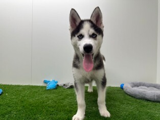 Siberian Husky male 000978080