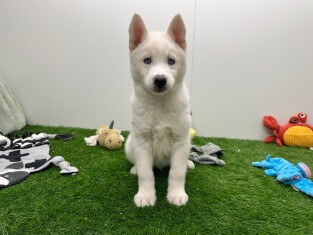 Husky de Siberie male Chiot à vendre 000979020