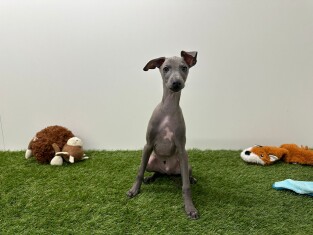 Petit levrier Italien male 000990401