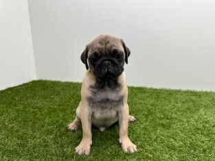 Pug male Puppy for sale 000993736