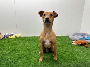 Pinscher reu Volwassen te koop 001033748