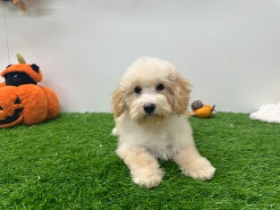 Maltipoo male Chiot à vendre 001769628