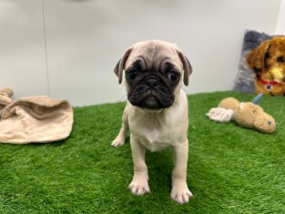 Mopshond reu Puppy te koop 001770549