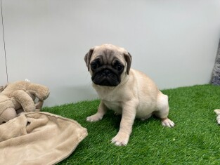 Pug male Puppy for sale 001770551