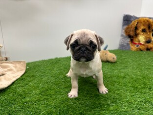 Pug female Puppy for sale 001770554