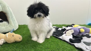 Maltipom teefje Puppy te koop 001856423