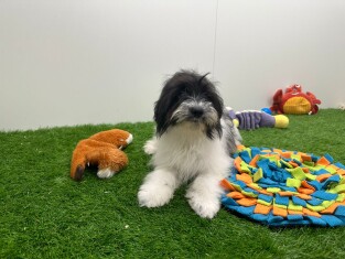 Maltipom femelle 001856423