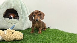 Dachshund male Puppy for sale 001856676