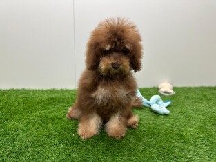 Caniche femelle 001856725