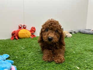 Caniche male 001856727